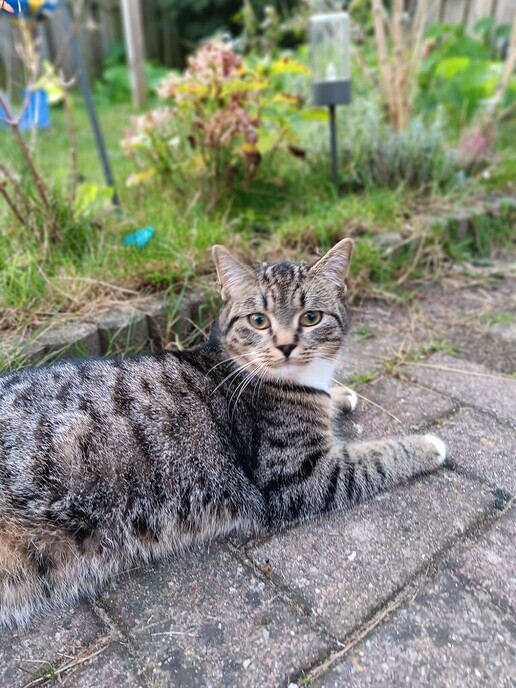 Kat achter mij aan gelopen - Foto: Ingezonden foto