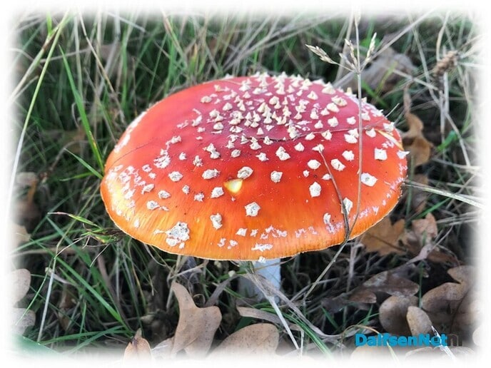 Ok in Hessum schiere paddestoel’n - Foto: Willie uut Hessum