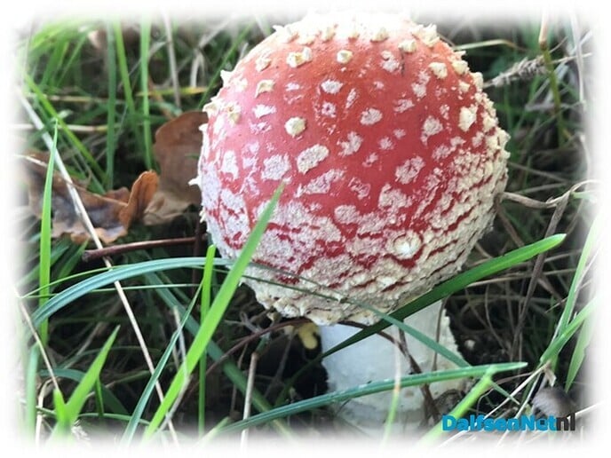 Ok in Hessum schiere paddestoel’n - Foto: Willie uut Hessum