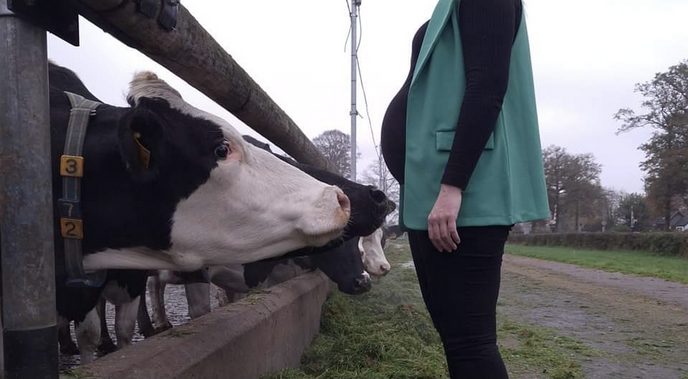 Niet alleen de koeien gaan met zwangerschapverlof bij boerderijwinkel De Weijdeman