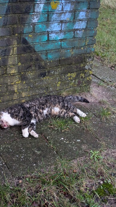 Grijs witte kat dood gevonden