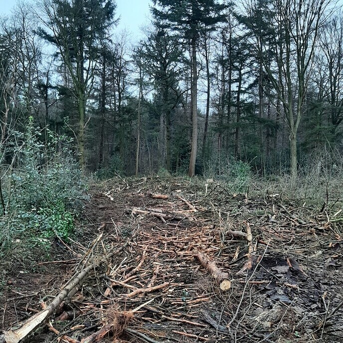 Boskap op Gerner - Foto: Ingezonden foto