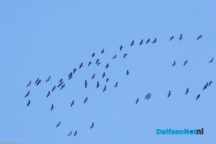 Kraanvogel en geluk - Foto: Ingezonden foto