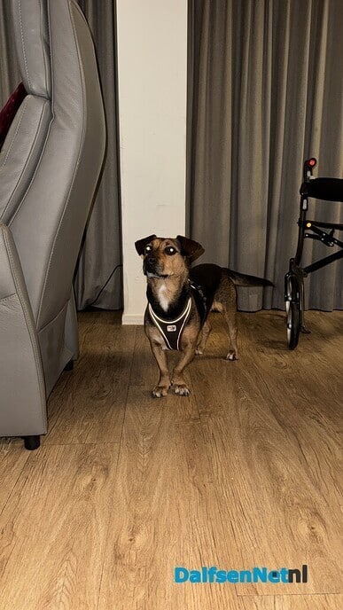 Hond vermist? Hond is weer thuis. - Foto: Ingezonden foto