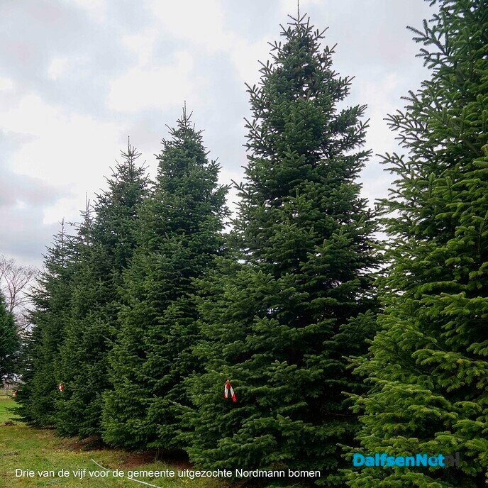 Wie levert toch de kerstbomen voor gemeente Dalfsen? - Foto: Paul Scholten