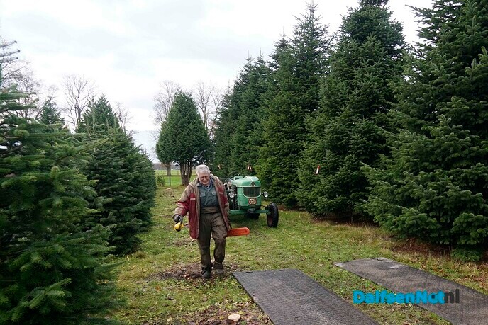 Wie levert toch de kerstbomen voor gemeente Dalfsen? - Foto: Paul Scholten