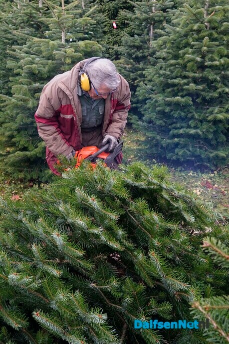 Wie levert toch de kerstbomen voor gemeente Dalfsen? - Foto: Paul Scholten