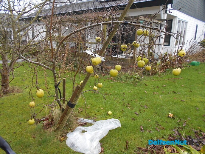 Nog appels aan de boom, bijna eind december