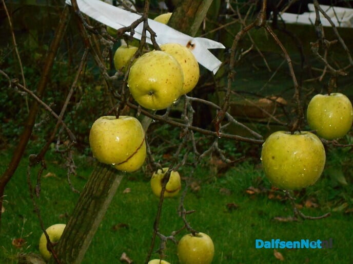 Nog appels aan de boom, bijna eind december
