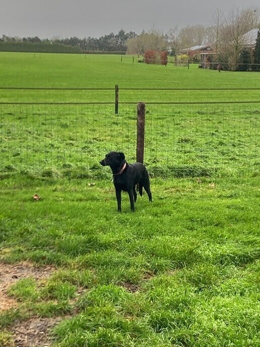 Grote zwarte hond aan komen lopen en al weer opgehaald - Foto: Ingezonden foto