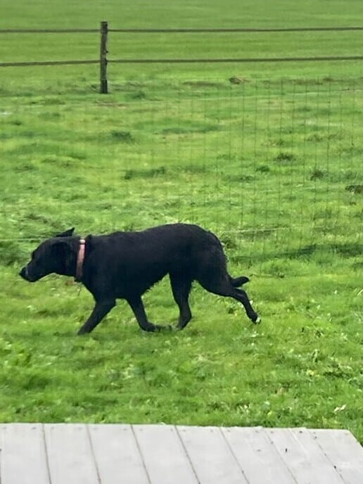 Grote zwarte hond aan komen lopen en al weer opgehaald - Foto: Ingezonden foto
