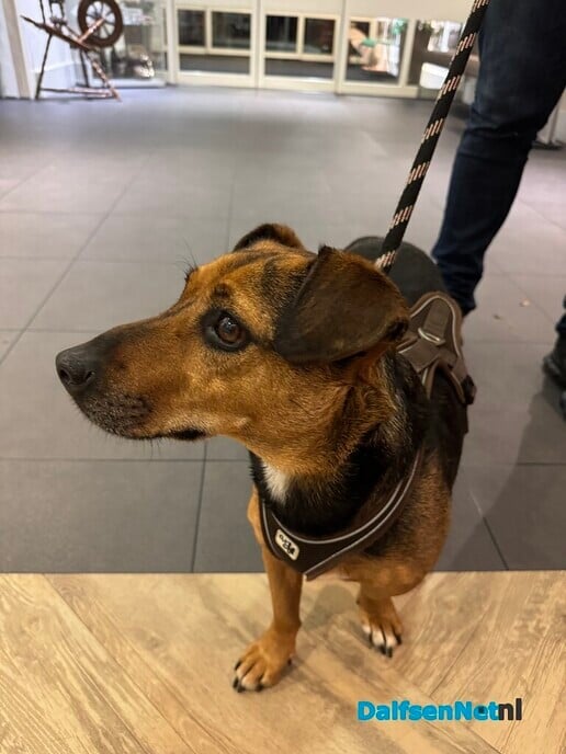 Hond vermist? Hond is weer thuis. - Foto: Ingezonden foto
