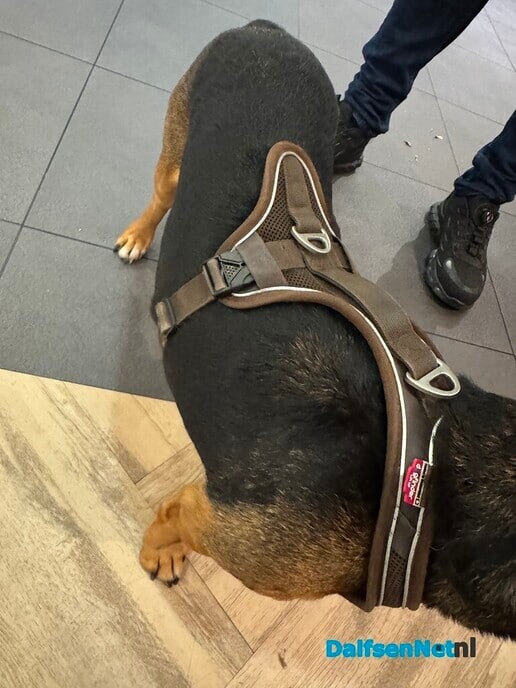 Hond vermist? Hond is weer thuis. - Foto: Ingezonden foto
