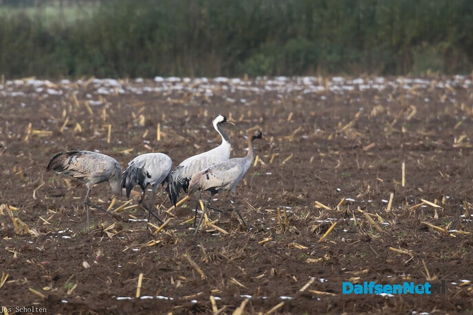 Kraanvogel en geluk - Foto: Ingezonden foto