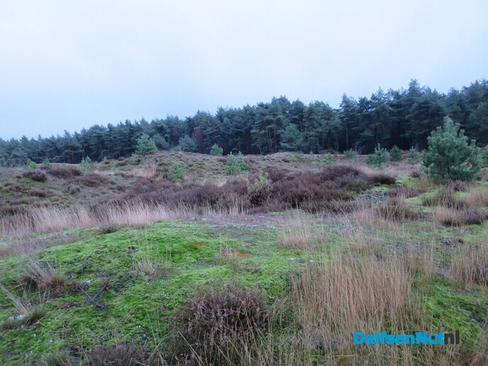 Struinen door de Rechterense bossen - Foto: Wim