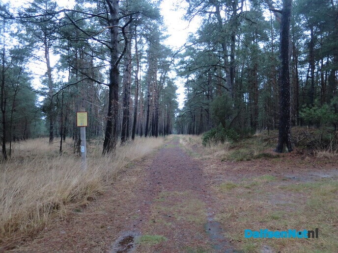 Struinen door de Rechterense bossen - Foto: Wim