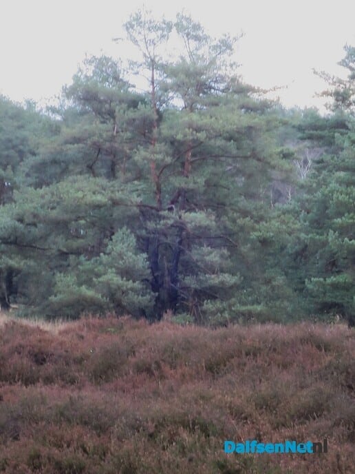 Struinen door de Rechterense bossen - Foto: Wim
