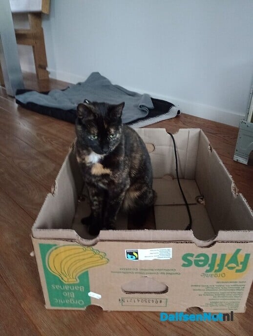 Onze poes is vermist en weer terug - Foto: Ingezonden foto