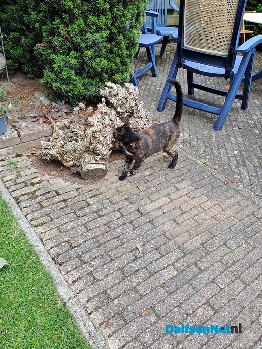 Onze poes is vermist en weer terug - Foto: Ingezonden foto