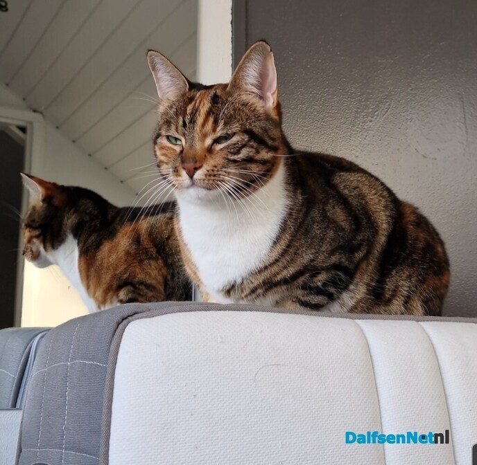 Poes Puck vermist en weer terug - Foto: Ingezonden foto