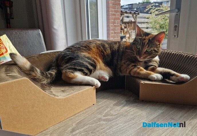 Poes Puck vermist en weer terug - Foto: Ingezonden foto