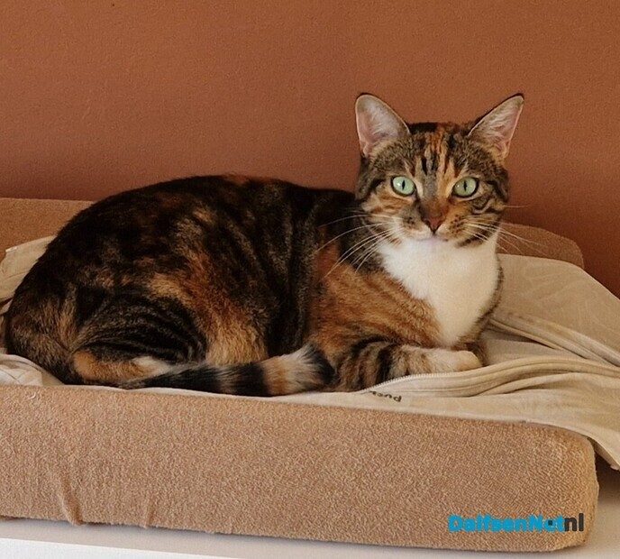 Poes Puck vermist en weer terug - Foto: Ingezonden foto