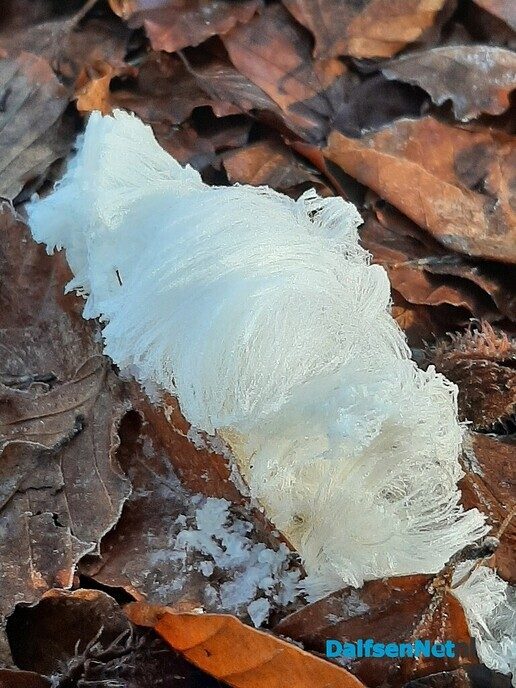 IJshaar gespot In Visteren - Foto: Ingezonden foto