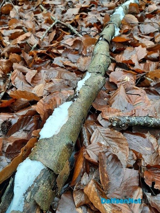 IJshaar gespot In Visteren - Foto: Ingezonden foto