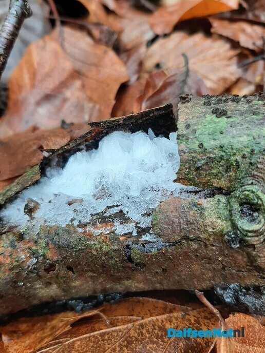 IJshaar gespot In Visteren - Foto: Ingezonden foto