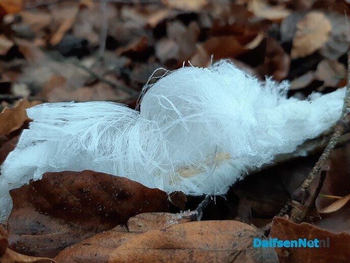 Winterbaard - Foto: Ingezonden foto