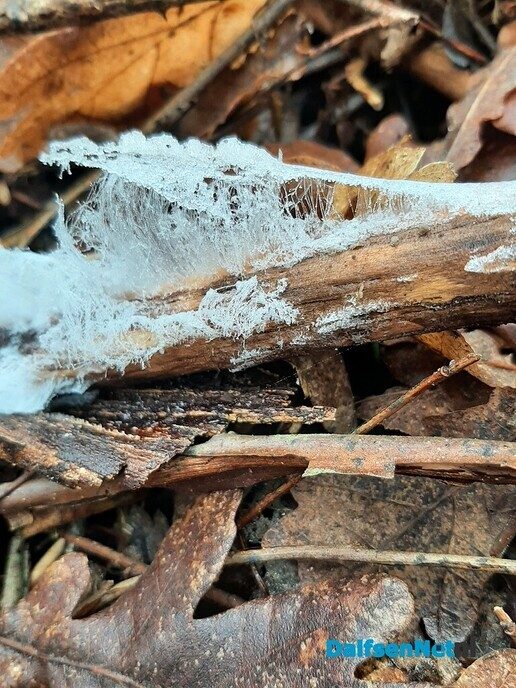 Winterbaard - Foto: Ingezonden foto