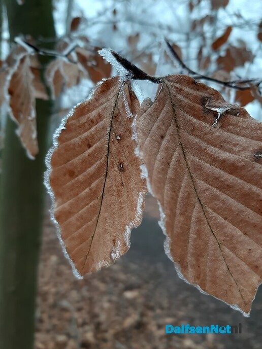 Winterbaard - Foto: Ingezonden foto