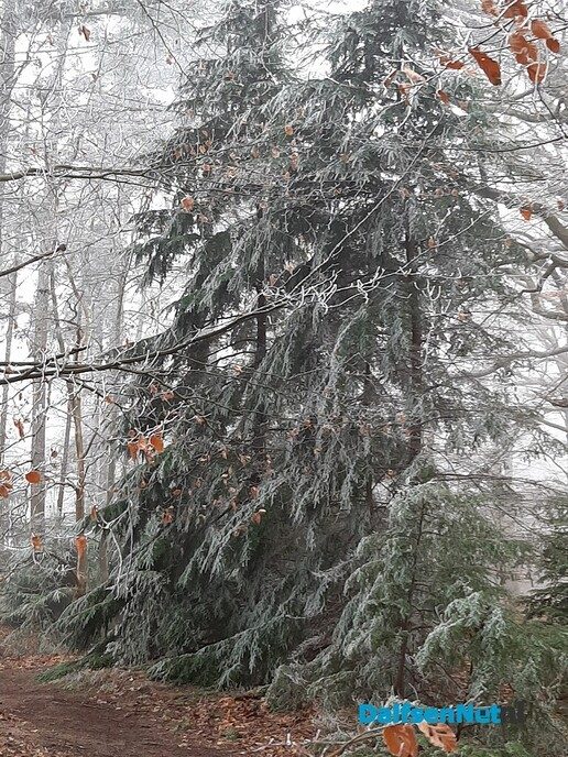 Winterbaard - Foto: Ingezonden foto