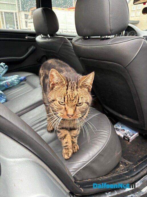 Vermiste kat - Foto: Ingezonden foto