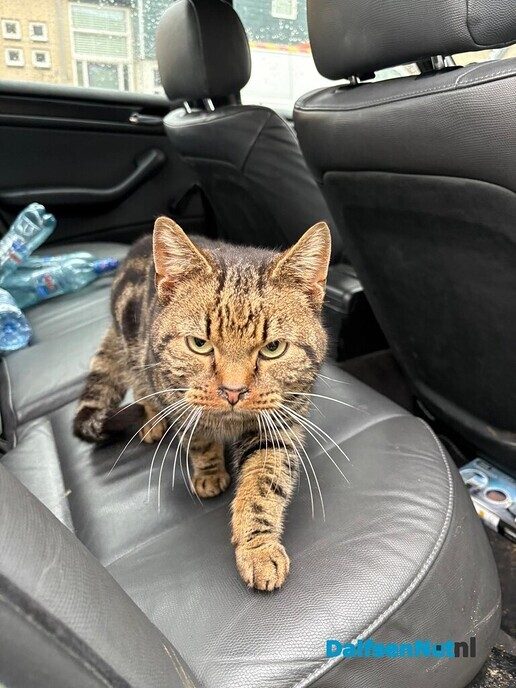 Vermiste kat - Foto: Ingezonden foto