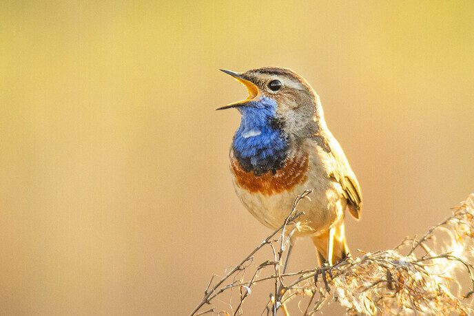 Mee naar buiten met de IVN Vogelzangcursus 2025 - Foto: Ingezonden foto