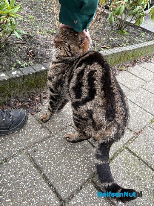 Vermiste kat - Foto: Ingezonden foto