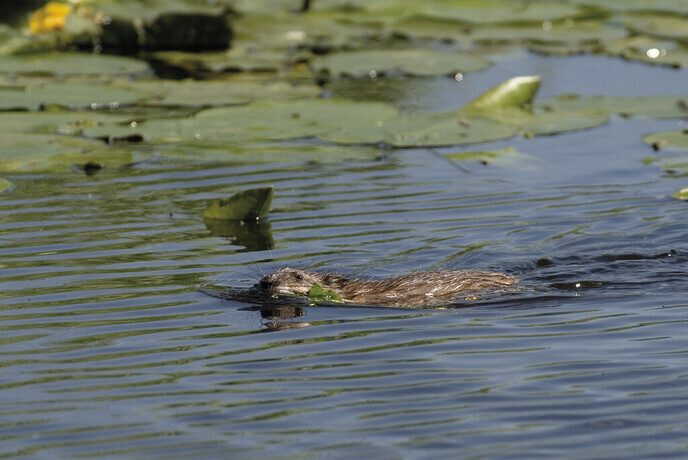 Meer muskus- en beverratten gevangen in Noordoost-Nederland - Foto: Ingezonden foto
