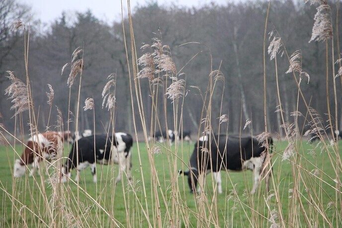 De Weijdeman geeft kerstbomen een tweede leven