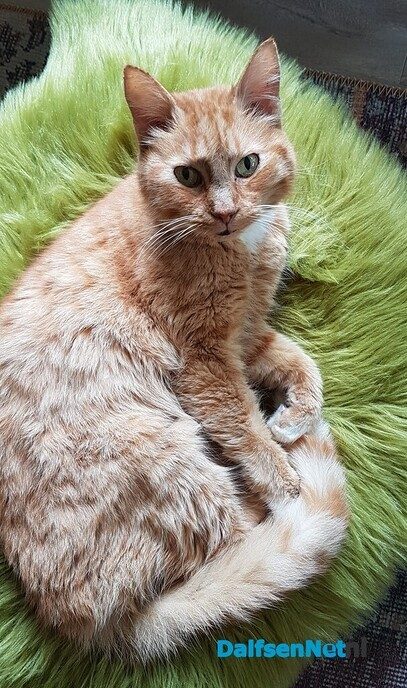 Onze poes Sientje wordt vermist - Foto: Ingezonden foto
