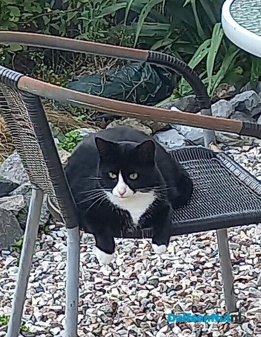 Vermiste poes - Foto: Ingezonden foto