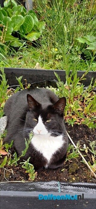 Vermiste poes - Foto: Ingezonden foto