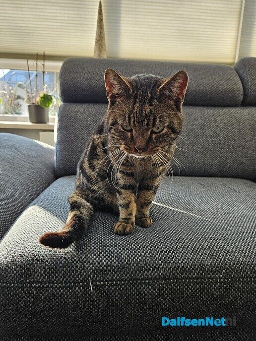 Poes gevonden! - Foto: Ingezonden foto
