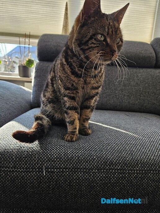 Poes gevonden! - Foto: Ingezonden foto
