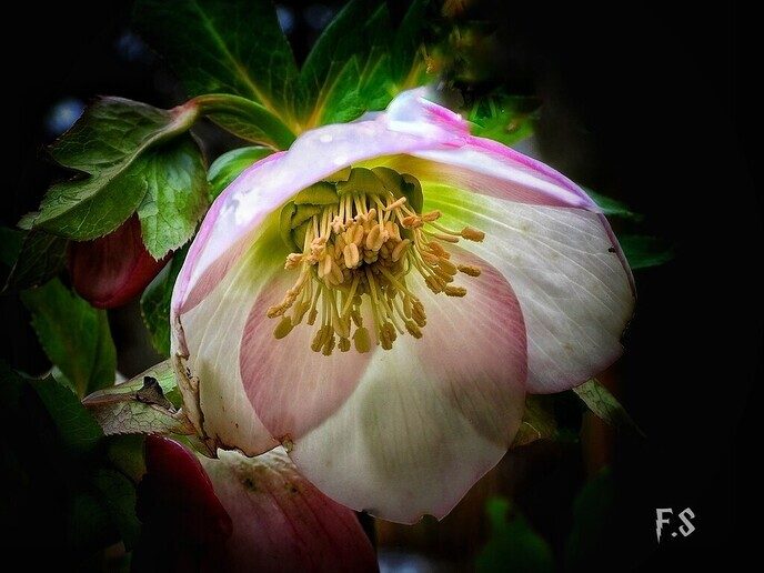  Helleborus volop in de bloei  - Foto: Femmie Smink