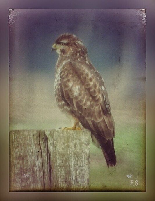 Buizerd - Foto: Femmie Smink