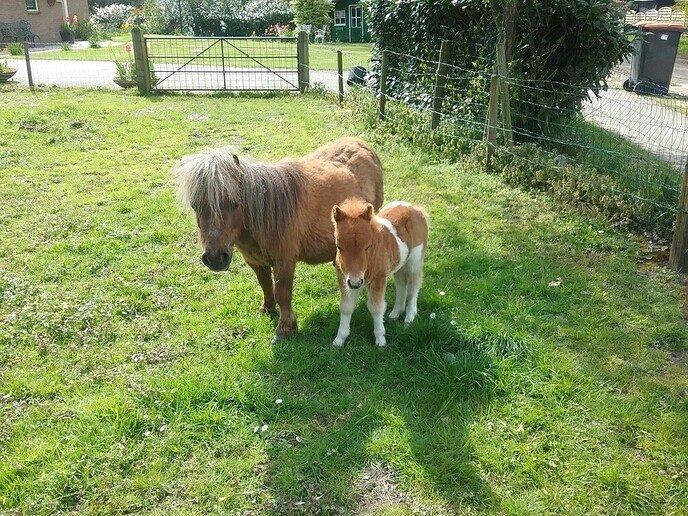 Pony’s naar huis gehaald, toch bang voor de wolven - Foto: Ingezonden foto