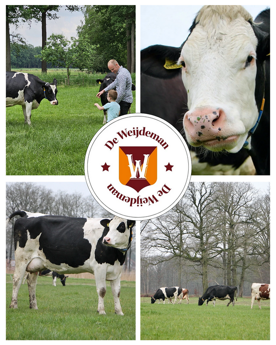 Springende koeien en verse biologische rauwe melk bij De Weijdeman
