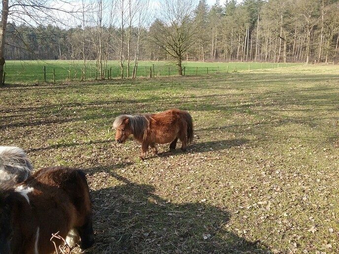Pony’s naar huis gehaald, toch bang voor de wolven - Foto: Ingezonden foto
