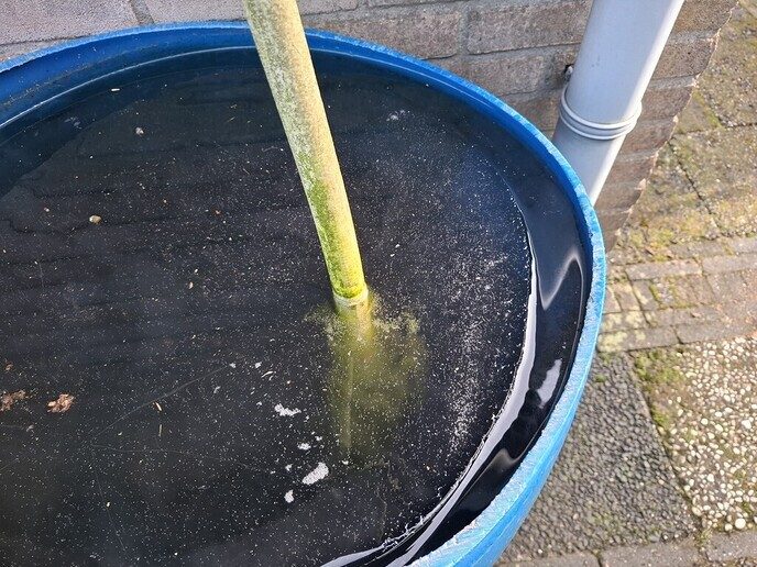 Ies kan lien - Foto: Gruune Jopie